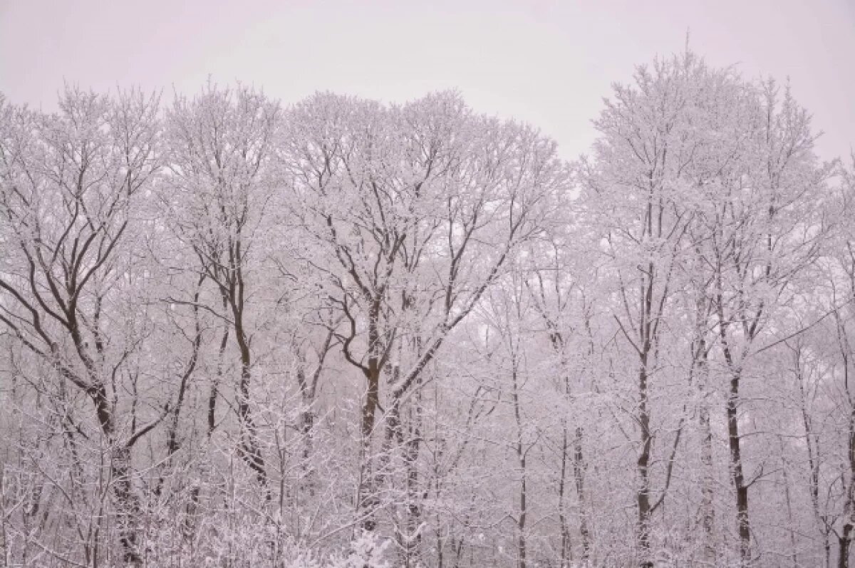    21 февраля в Туле прогнозируют облачную погоду и до -5