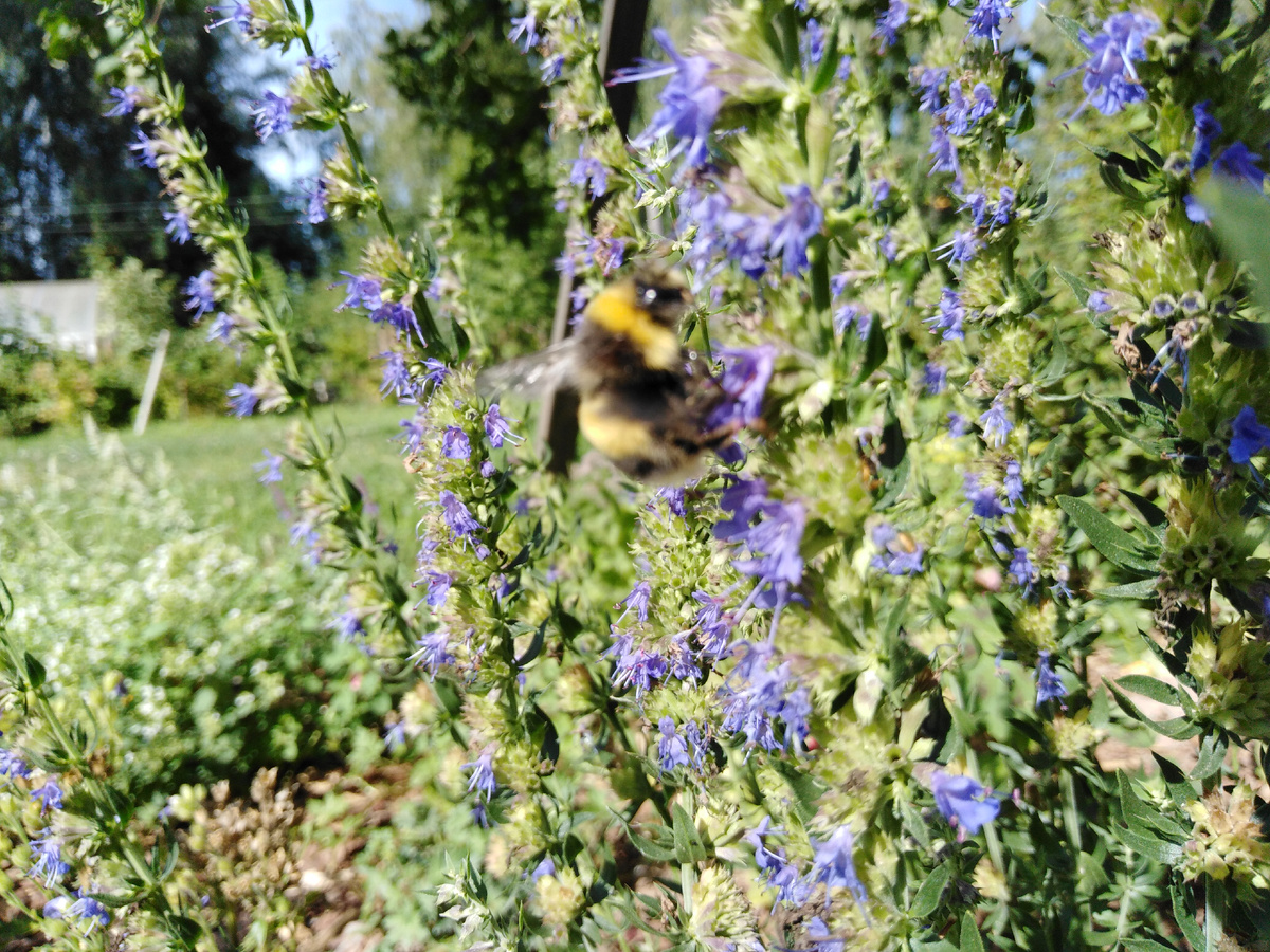 Шмель на иссопе - типичная жужжащая картинка августа