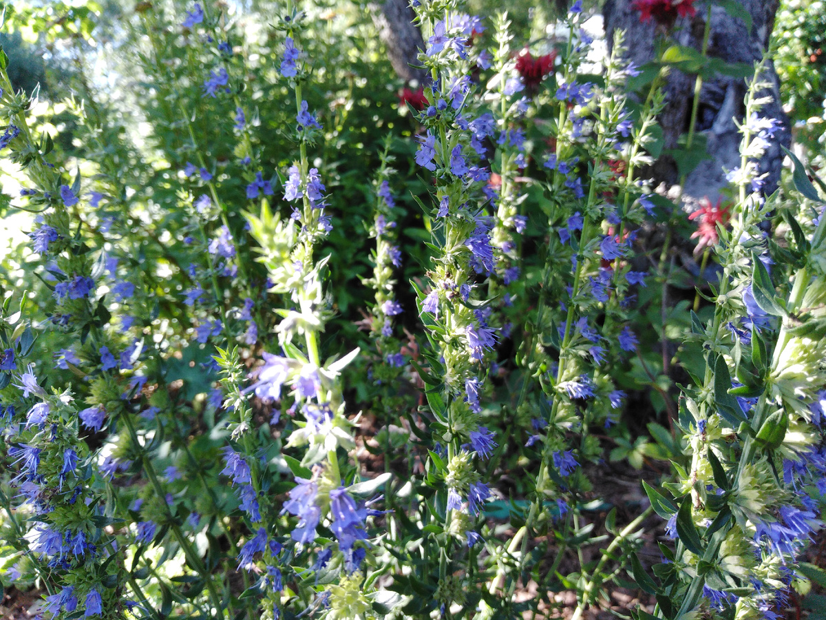 Иссоп лекарственный Блюз