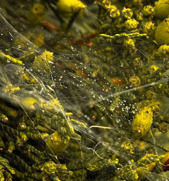 Несказочный мир. Фото Островской Елены.