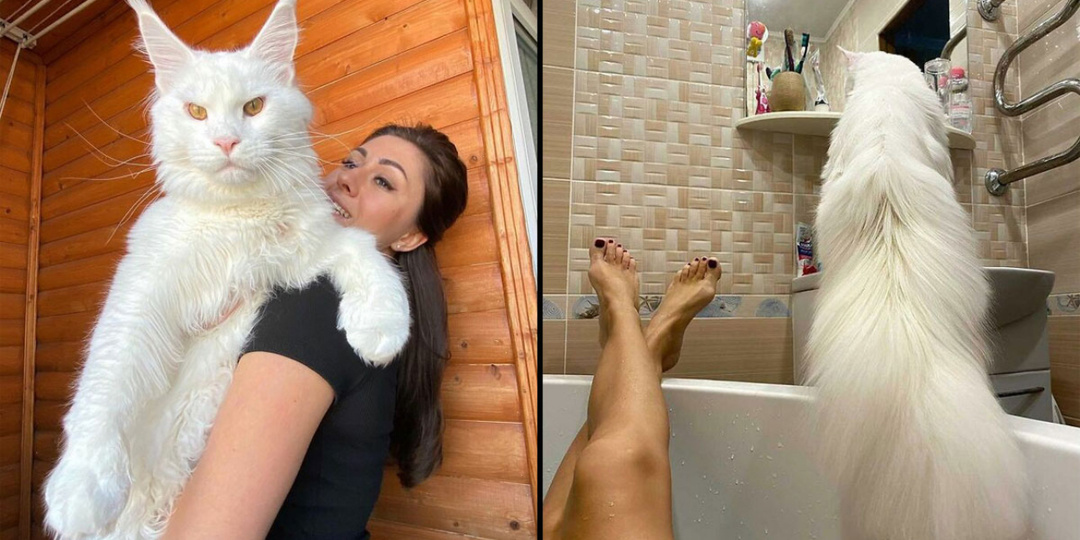 Мейн-кун Кефир завоевал сердца многих пользователей Интернета