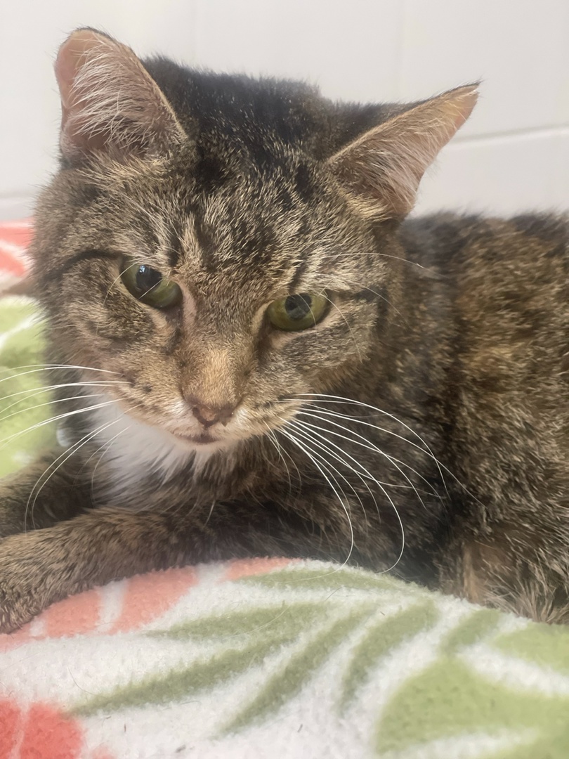 Кася в ветклинике