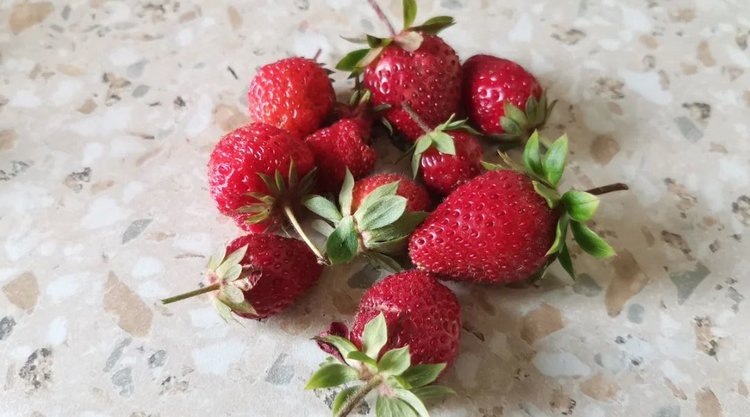    Выгонка клубники в феврале