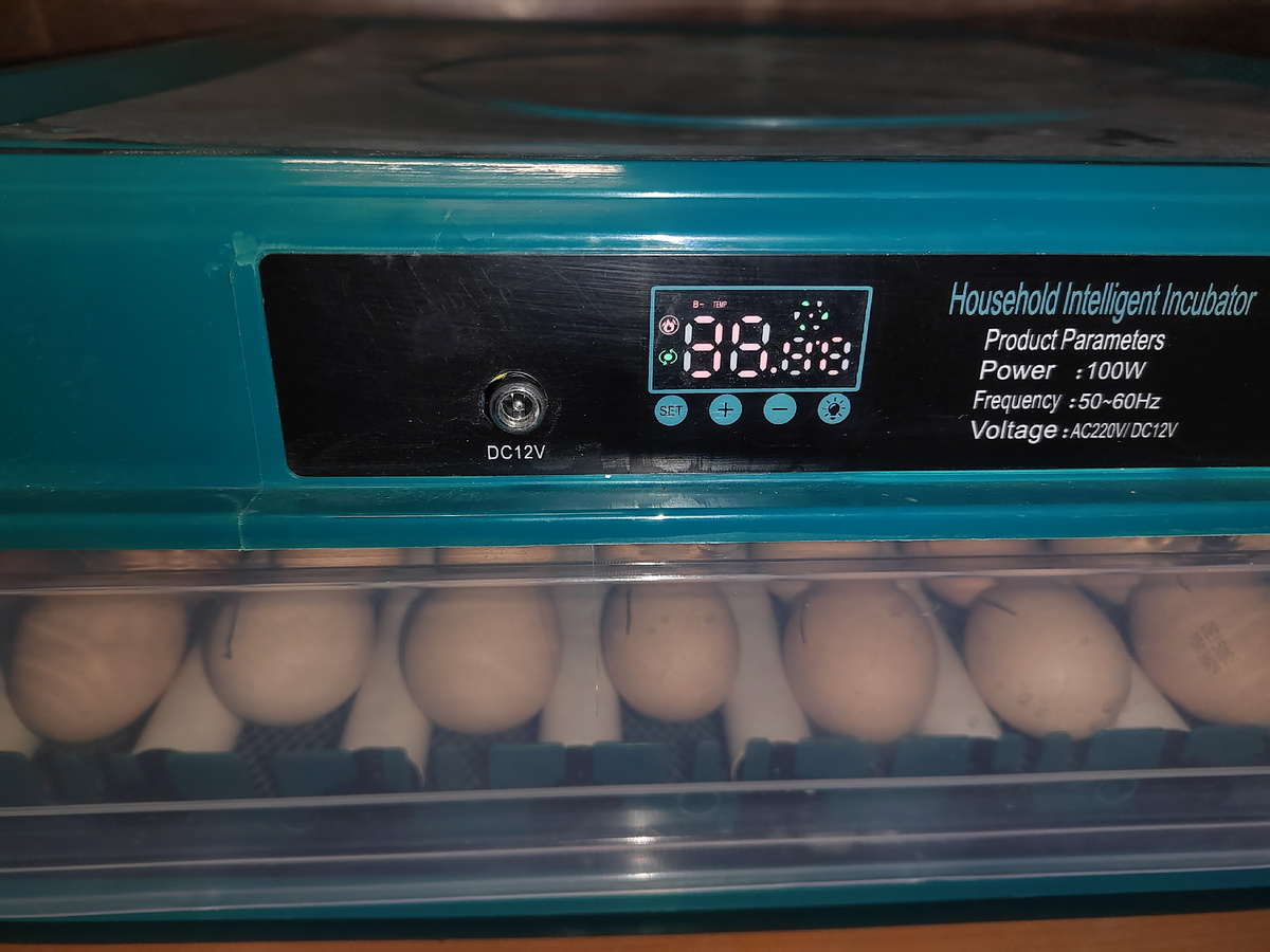 Китайский инкубатор, с первой закладкой (характеристики и отзыв о нем напишу в отдельной статье)