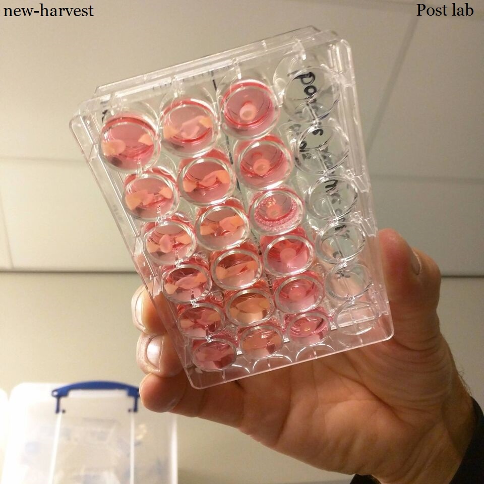 как мышечная ткань растет в пробирках