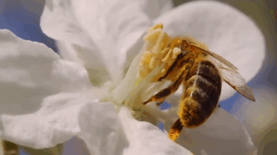 Пчёлы собирают пыльцу