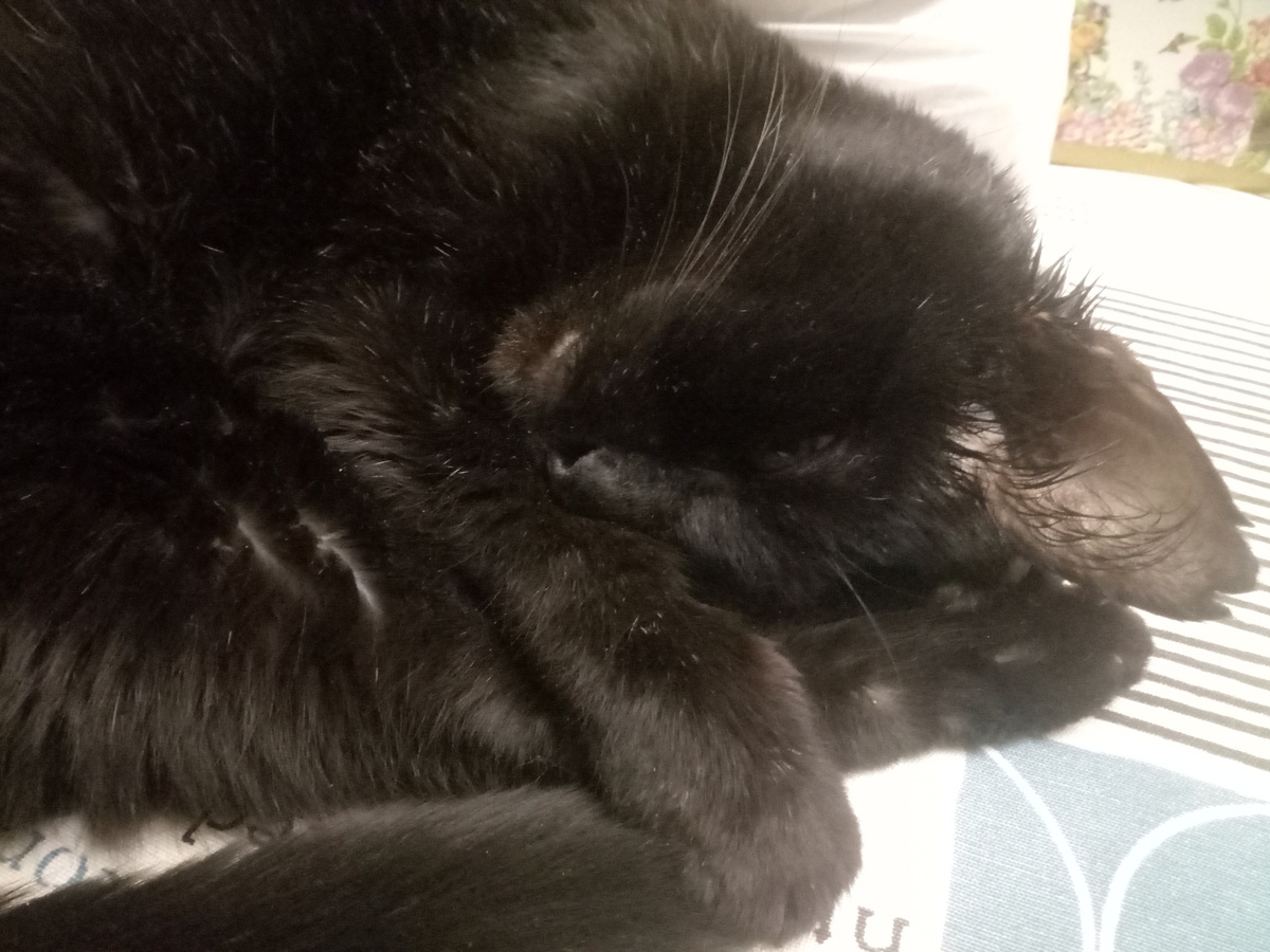 Наконец снова может спать, свернувшись клубочком!.. :)