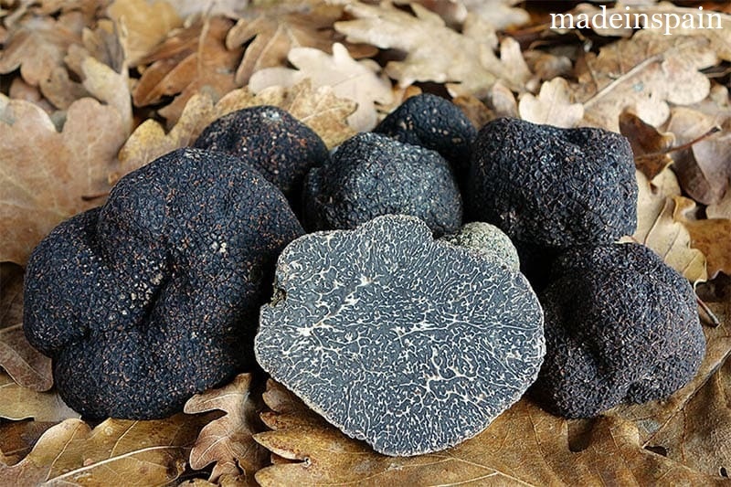 чёрный трюфель, Tuber melanosporum