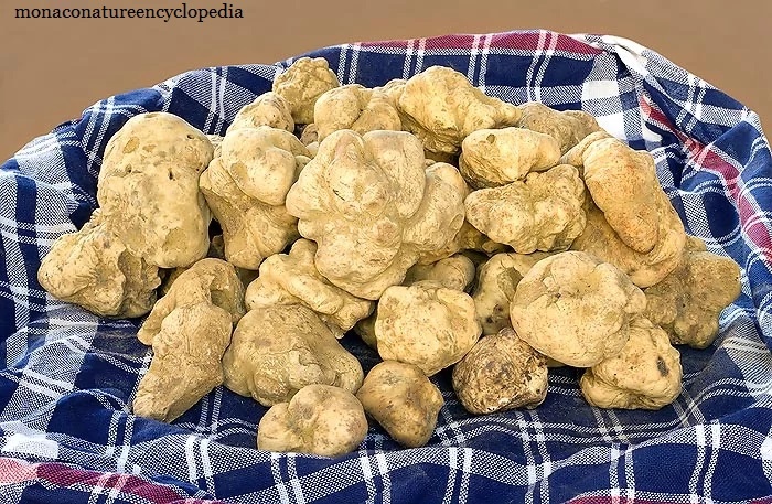 белый трюфель Альба (Tuber magnatum)