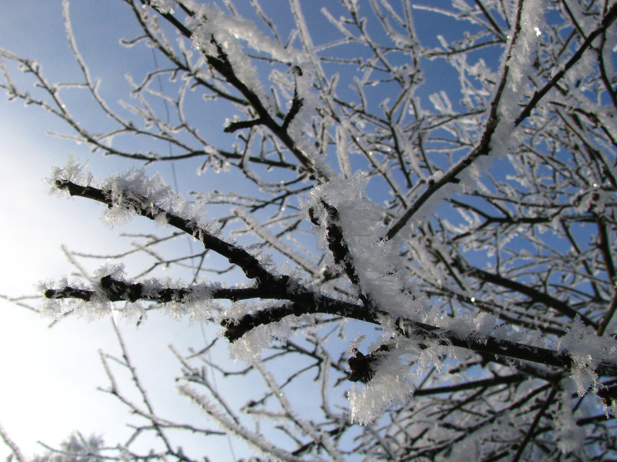Фото автора. Брянская область.