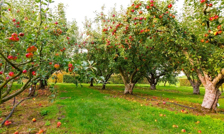 Яблоневый сад