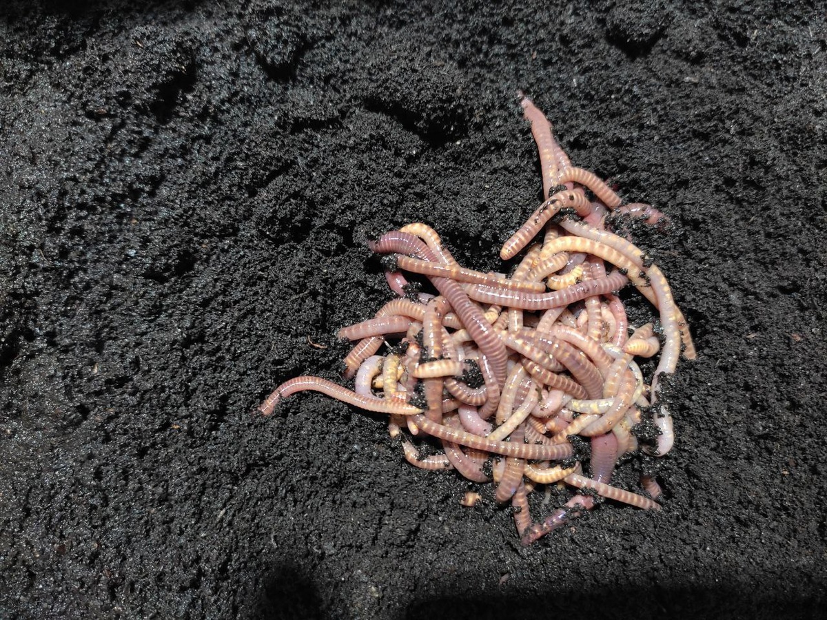 Черви "Старатель"