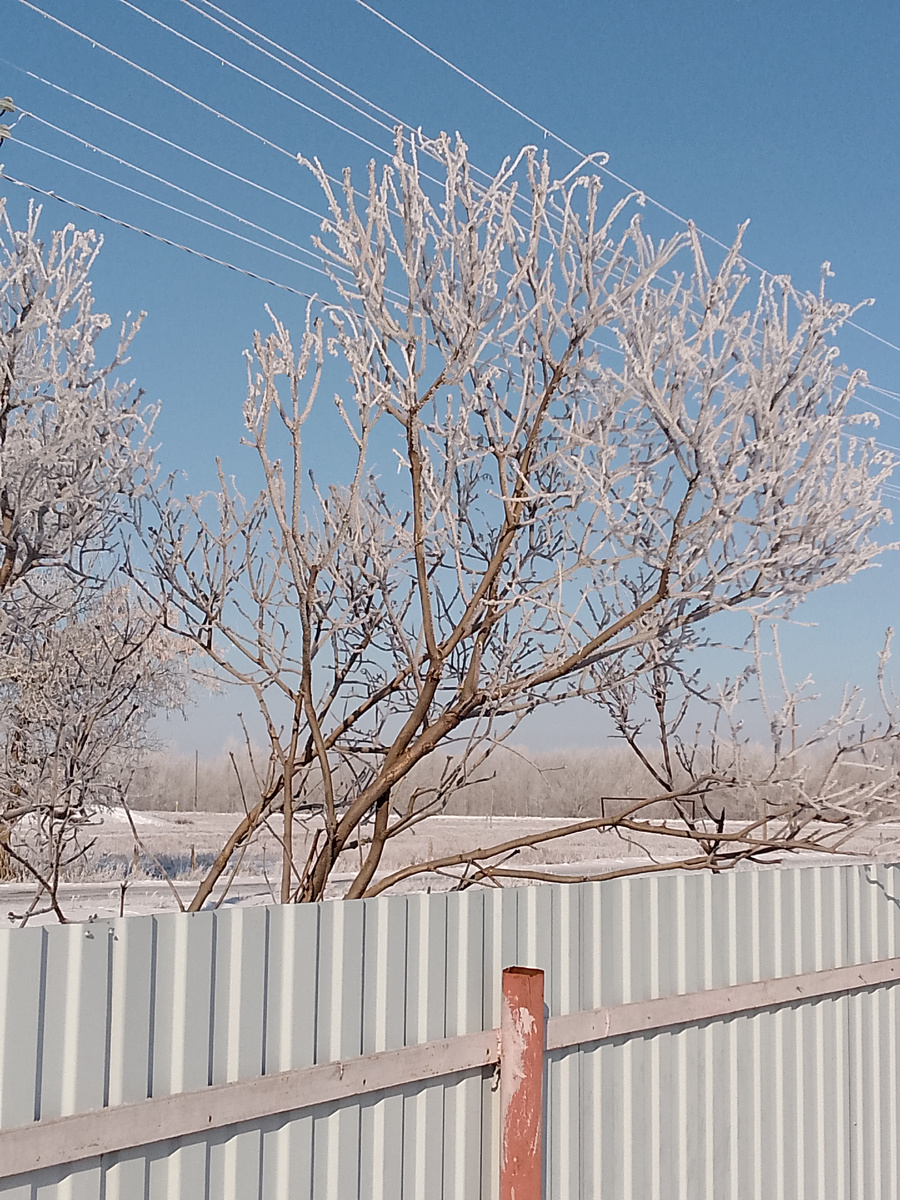 Сирень за забором