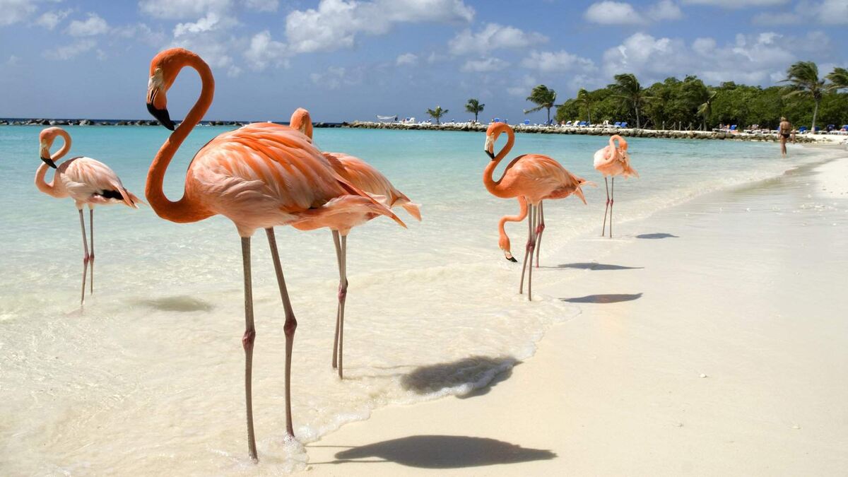 Фламинго на Доминикане встретить проще простого!)