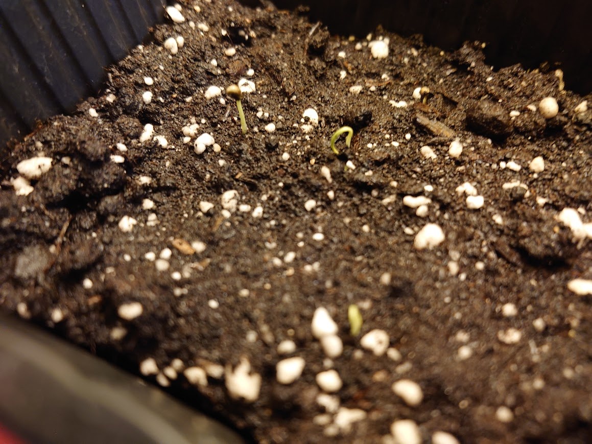 20.02. Три росточка