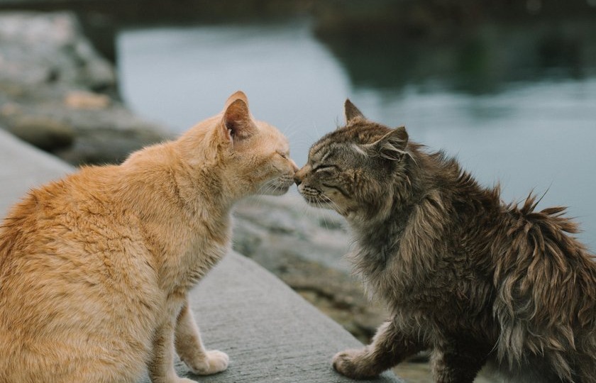 Могут ли животные выучить «язык» другого вида: ученые дали ответ