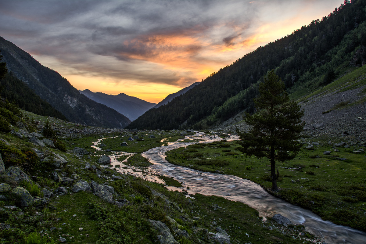 Фотогеничная утренняя сосна на пути к озеру Уллу-Кёль.