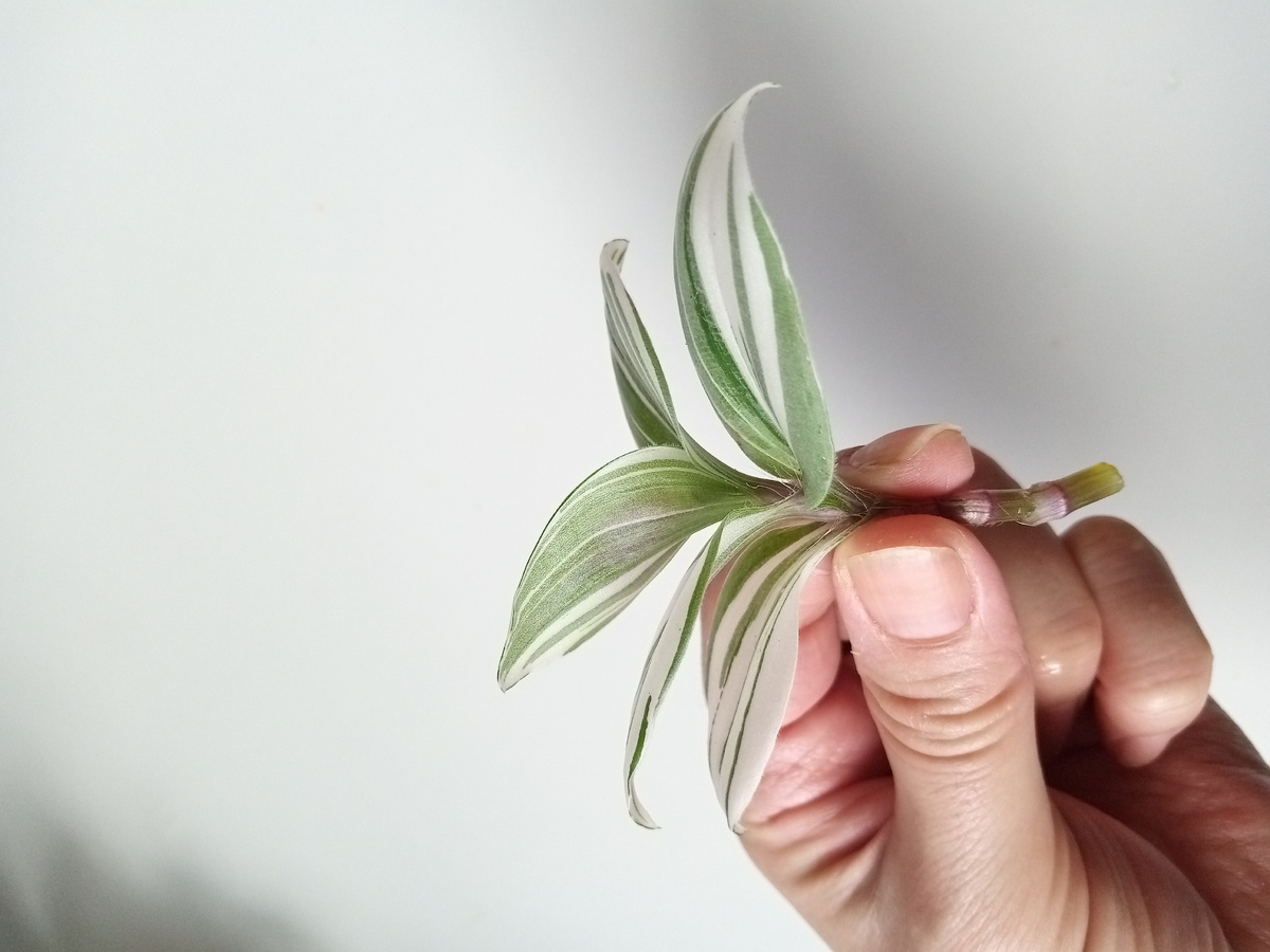 Нижние листики у черенка удаляем