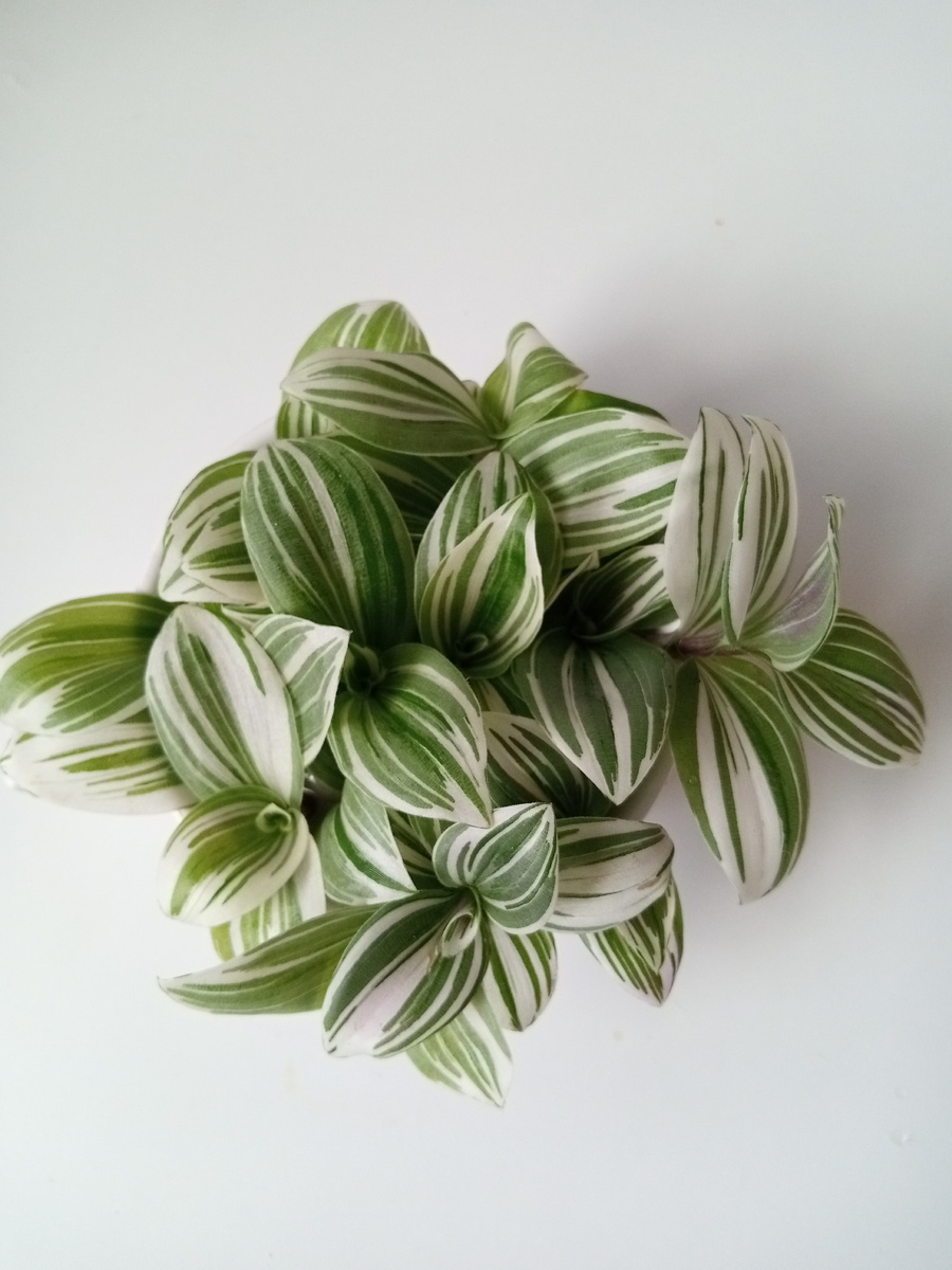 Просто поместите черенки в воду