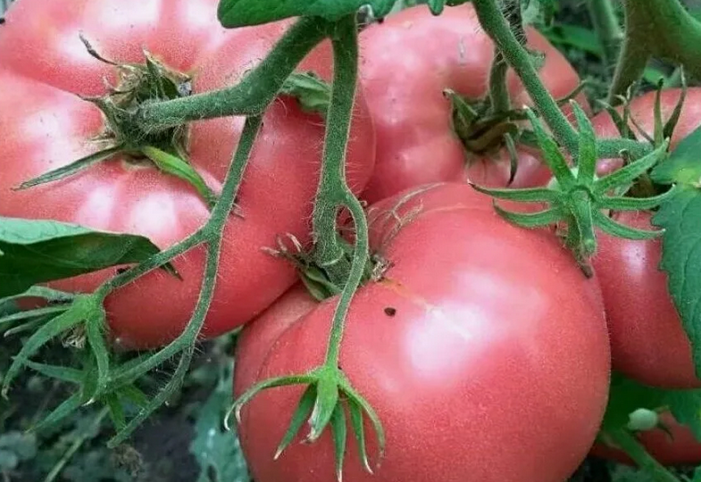 «Всего 1 горсть на 1 м2, чтобы урожай с любого сорта томатов был 11-13 кг с кустика» - поучал меня сосед, делясь подкормкой для помидоров.