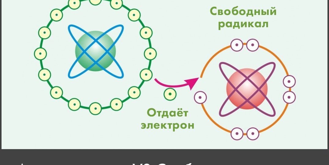 Антиоксиданты против свободных радикалов — борьба за активное долголетие