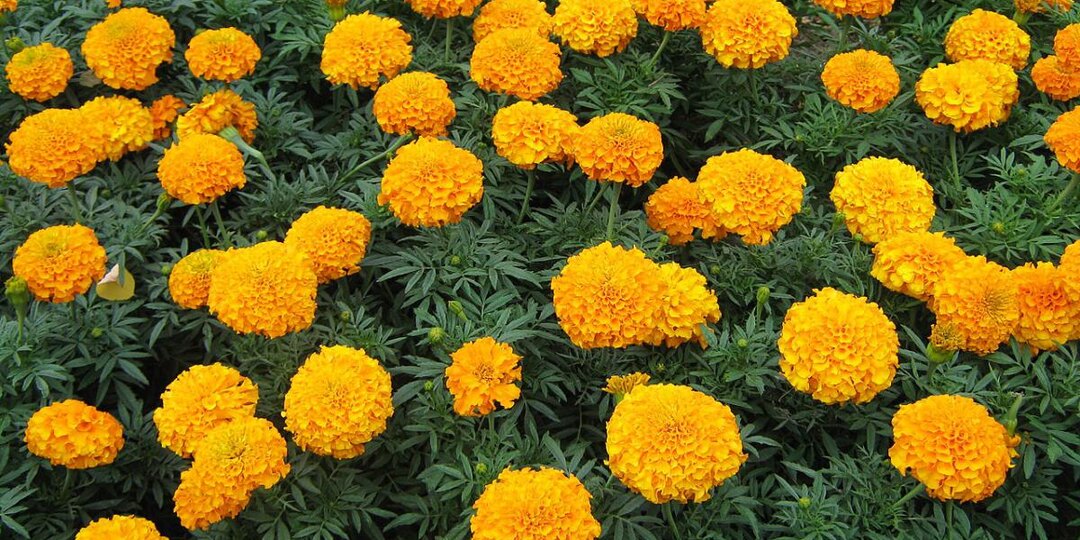 Как правильно сажать бархатцы, чтобы защитить другие растения от вредителей?