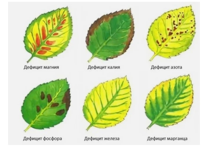 https://fb-ru.turbopages.org/turbo/fb.ru/s/post/landscaping/2021/6/21/315492