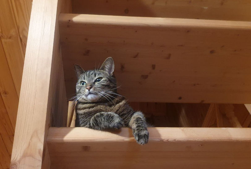 Вид "Меня подобрали и теперь обожают, а чего добился ты?"