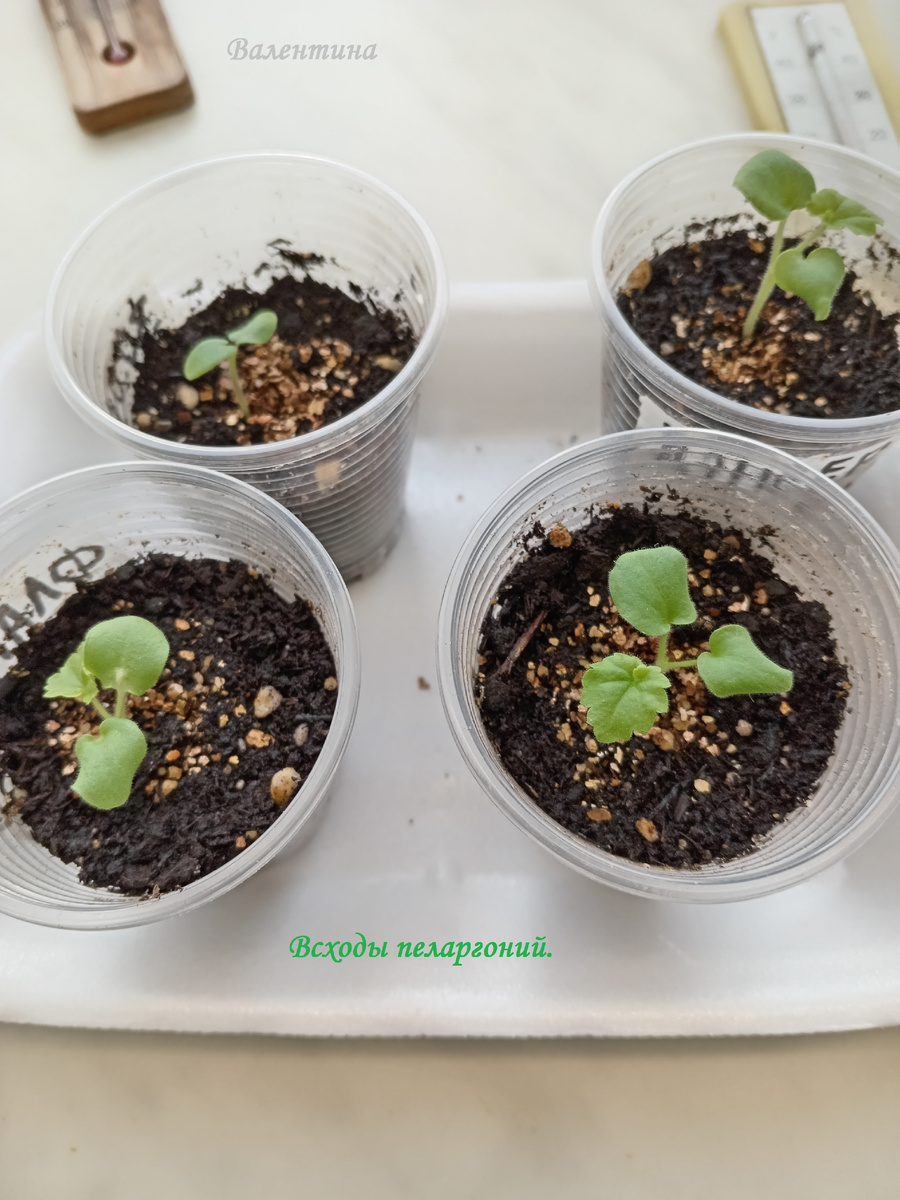 Всходы пеларгонии зональной и одна штука плющелистной.