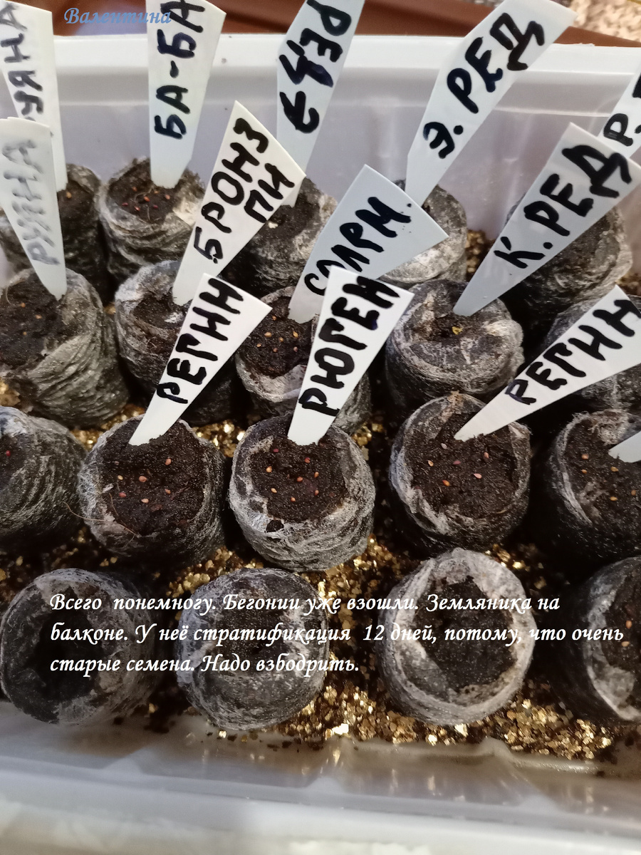 Посев земляники и бегонии. Бегонии останутся на тёплом подоконнике.