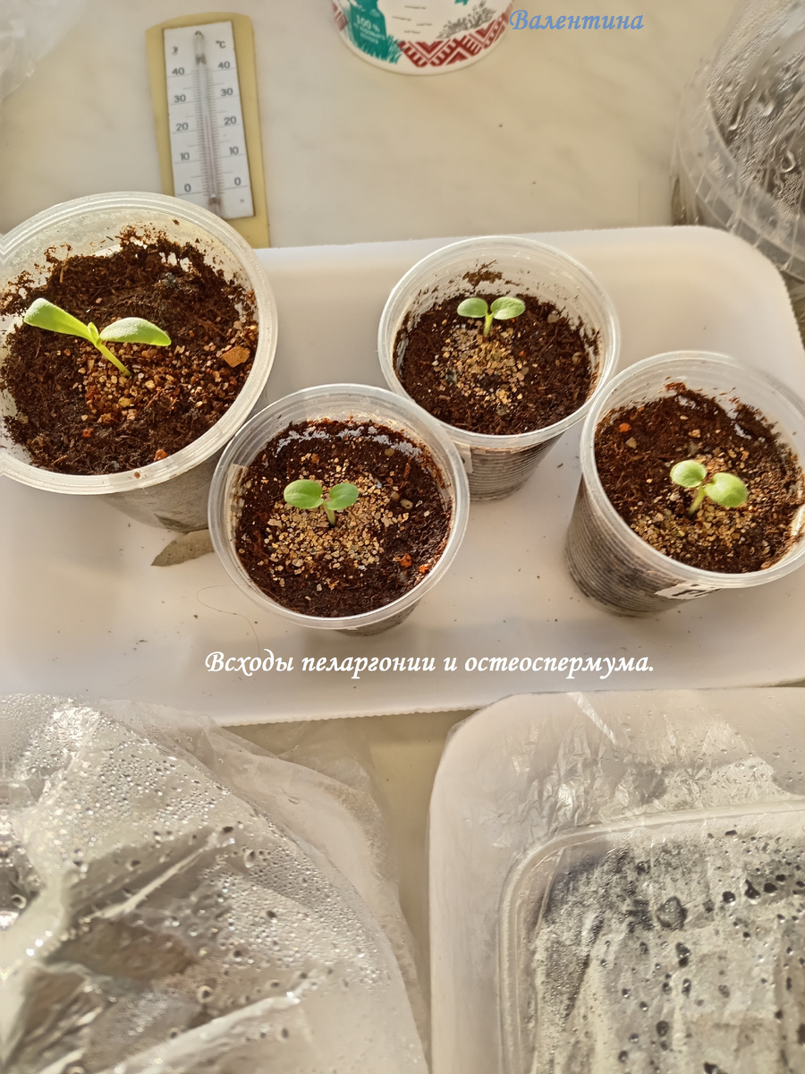 Всходы пеларгонии зональной "Рафаэлло". 1 ШТ. остеоспермум.