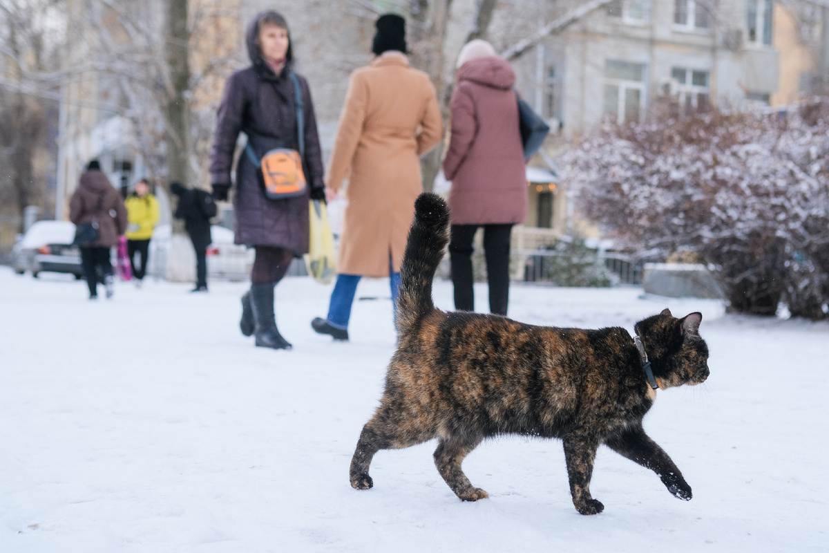 © Фото: ИД «Волгоградская правда» / архив