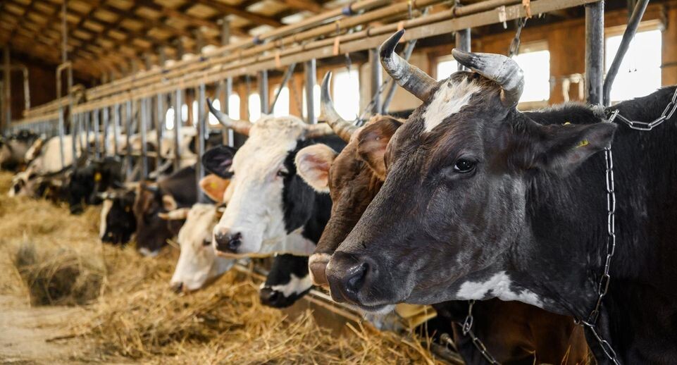    Пресс-служба Министерства сельского хозяйства и продовольствия Московской области