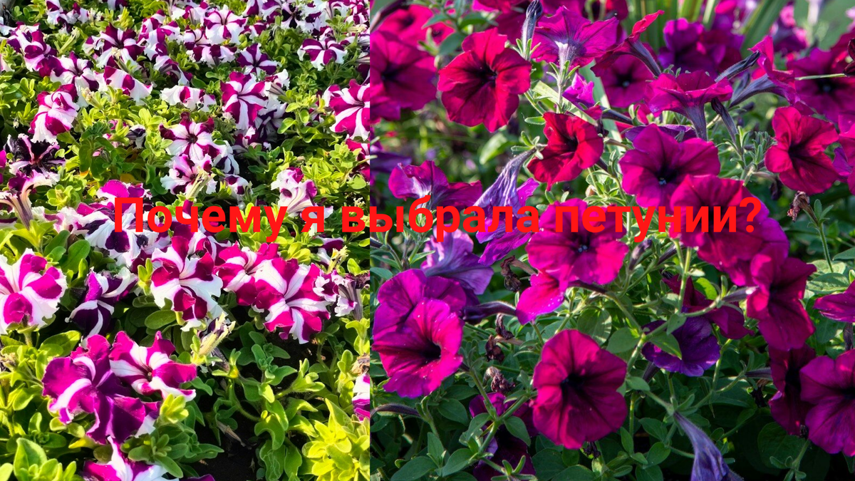 петунии