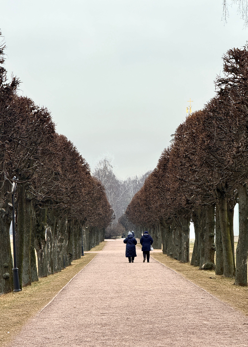 Липовая аллея вдоль пруда, ведущая от центрального входа ко Дворцу