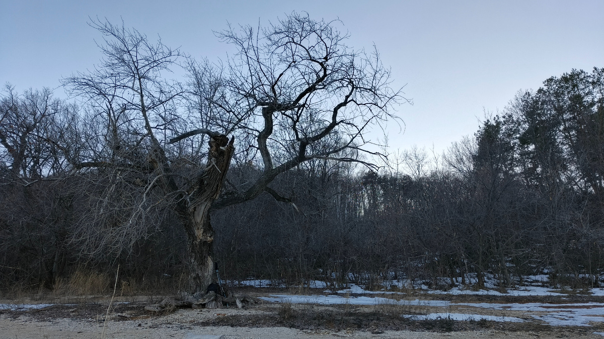Моё фото мартовской природы на берегу Волги. Просто для иллюстрации.