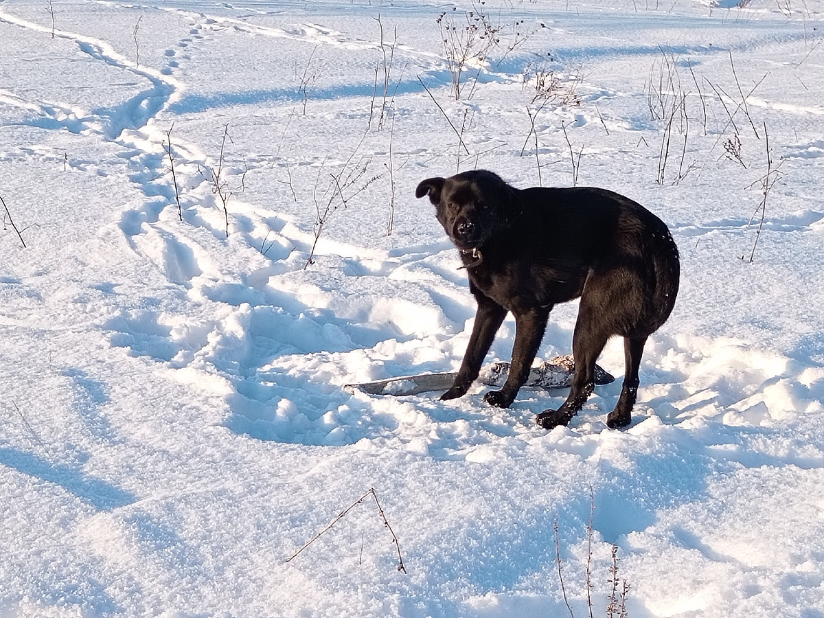 Единственное фото собаки, котрое нашла в своём фотоальбоме. Эта собачка ни на кого не нападала и агрессию не проявляла. Сфотографировала её возле села Винновка.