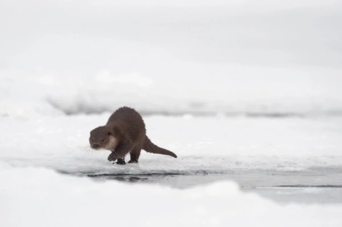    Камчатский инспектор рассказала о выдрах, которые хитрее фотоловушек
