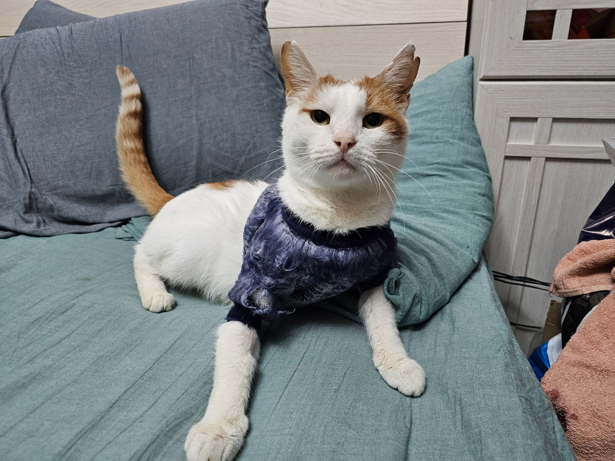 Фото автора.Боинг -Василек.