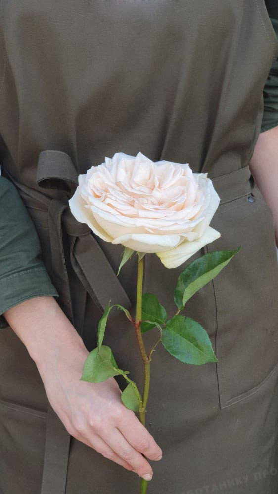 На фото: пионовидная роза из Голландии