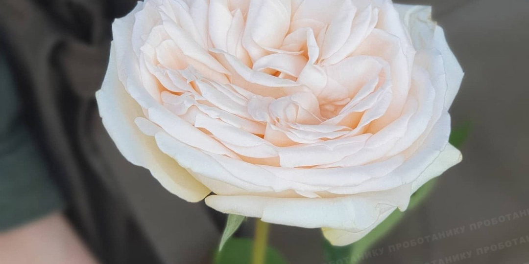 Как из обычной розы сделать французскую розу?