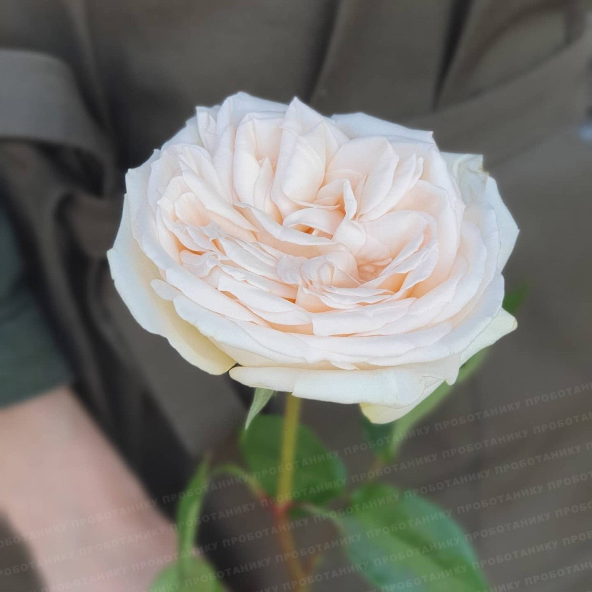 На фото: пионовидная роза из Голландии с крупным раскрытием