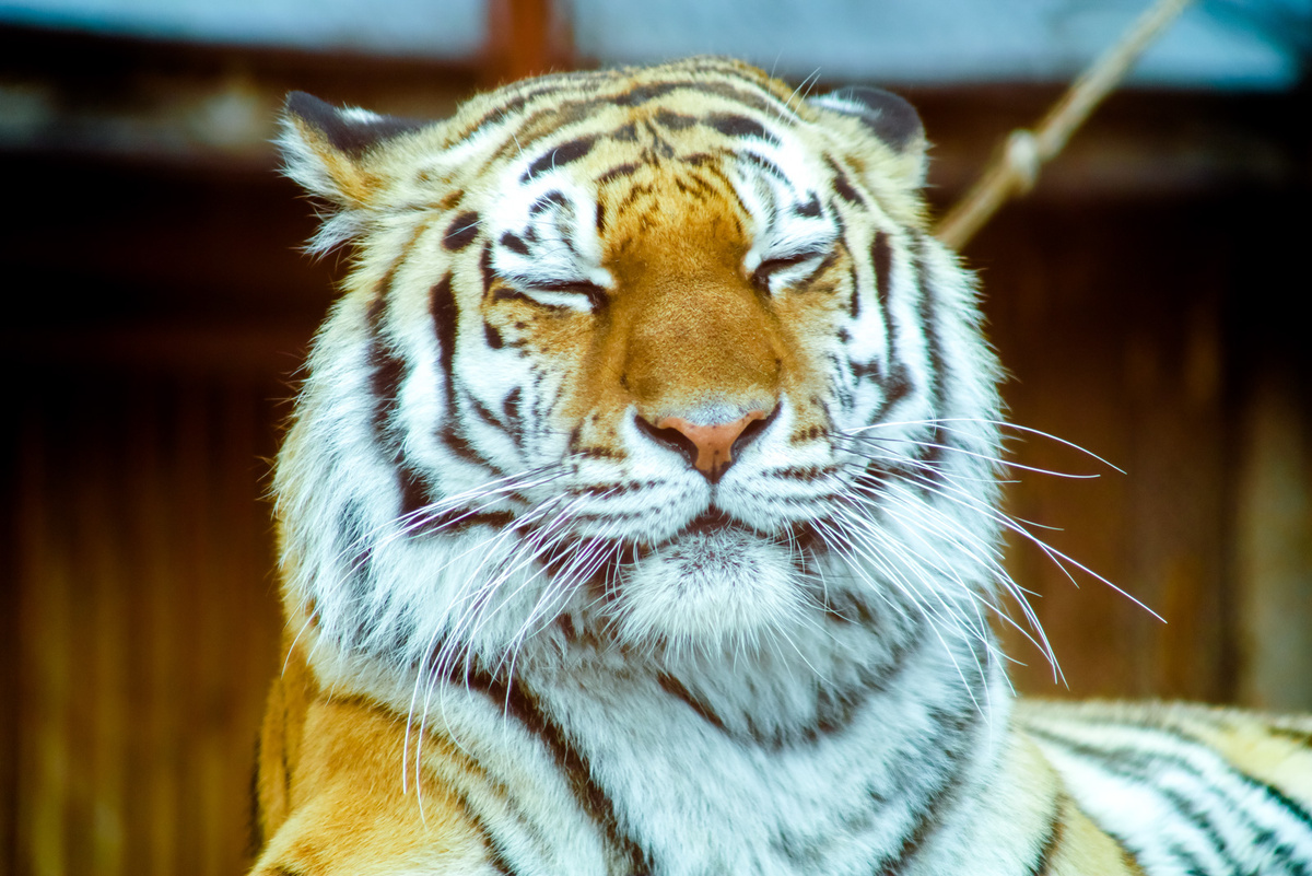 Депутаты обеспокоены выходом тигров к людям.  Фото: Фото: ФедералПресс / Елена Майорова