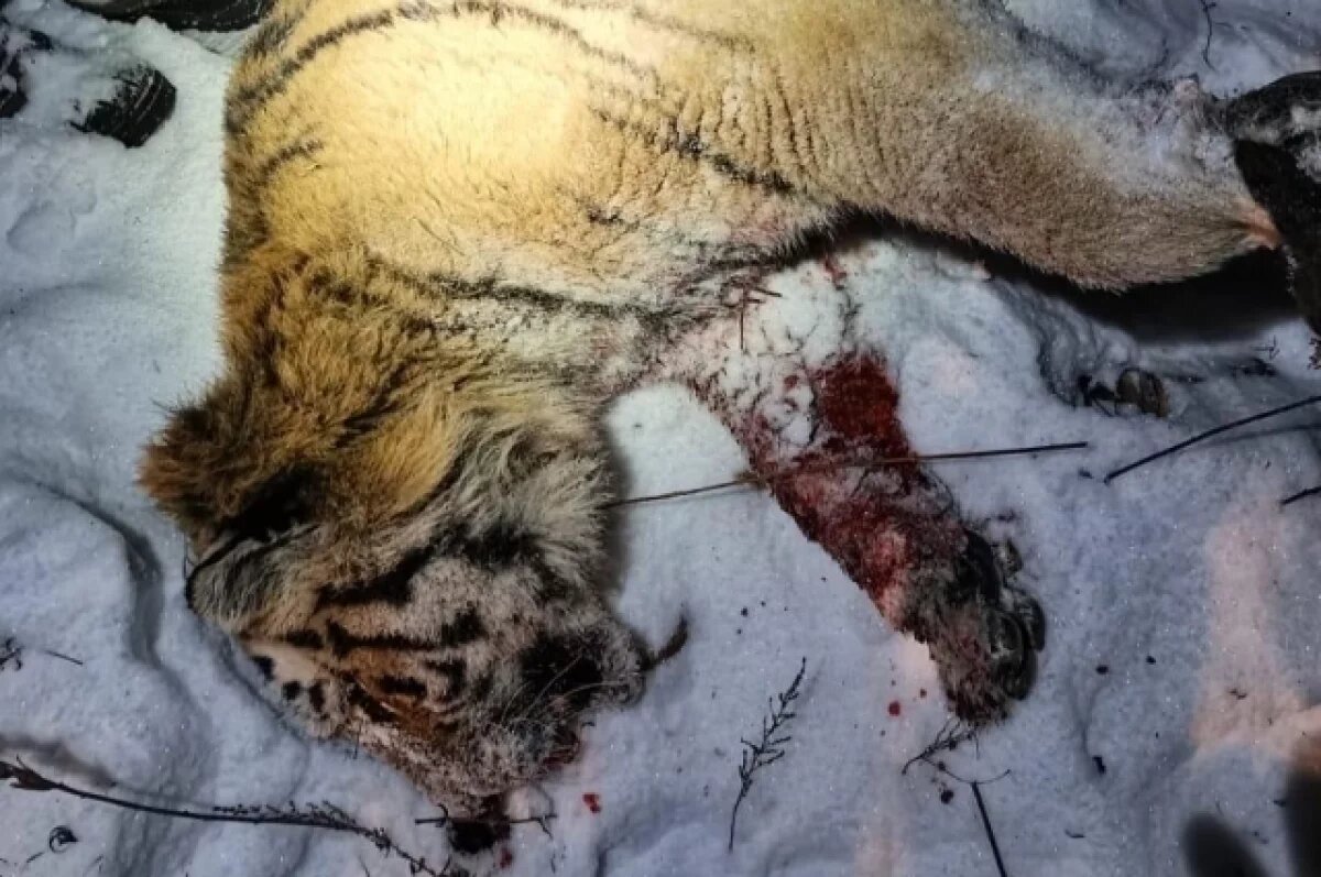    Прежде чем кинуться на человека, тигр сам пострадал от нападения со стороны людей