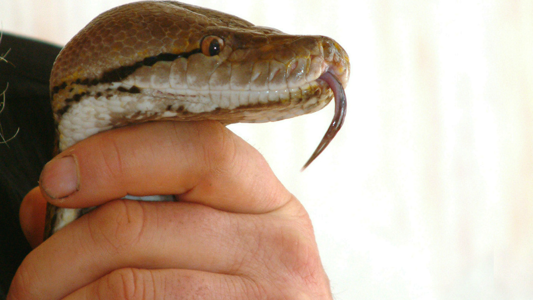    Фото: Victor Lisitsyn, Виктор Лисицын/Globallookpress