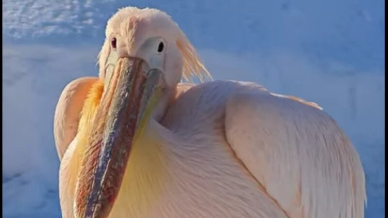     Пеликан Барнаульский зоопарк