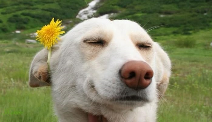 Смешные дачные истории. Про корову, баян и страшных ос