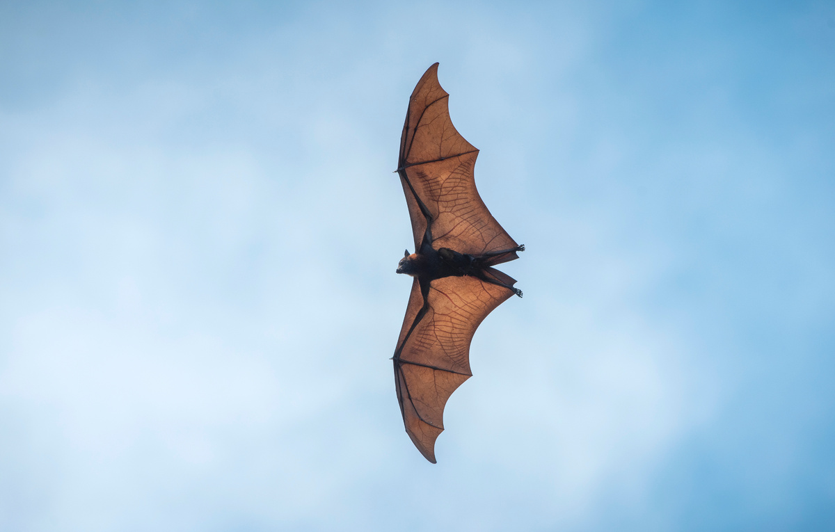 Independent birds/Shutterstock/Fotodom