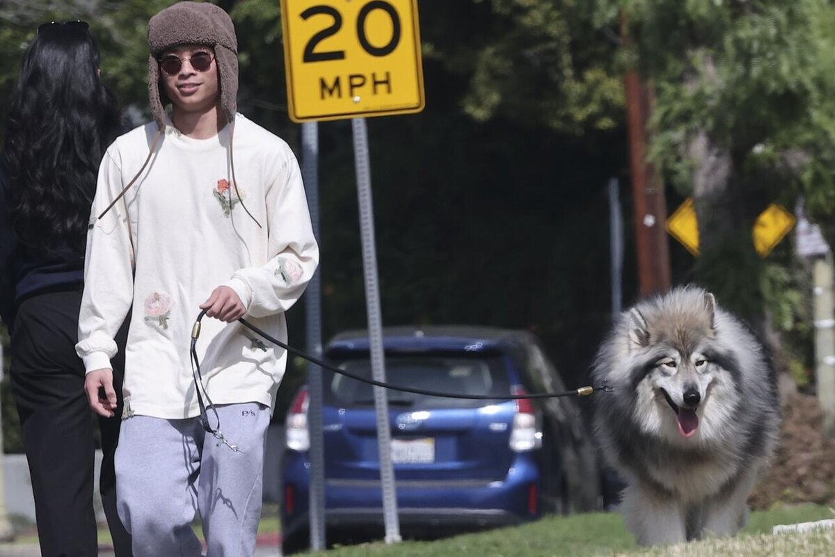   Сын Джоли теперь часами гуляет с собакой LEGION-MEDIA