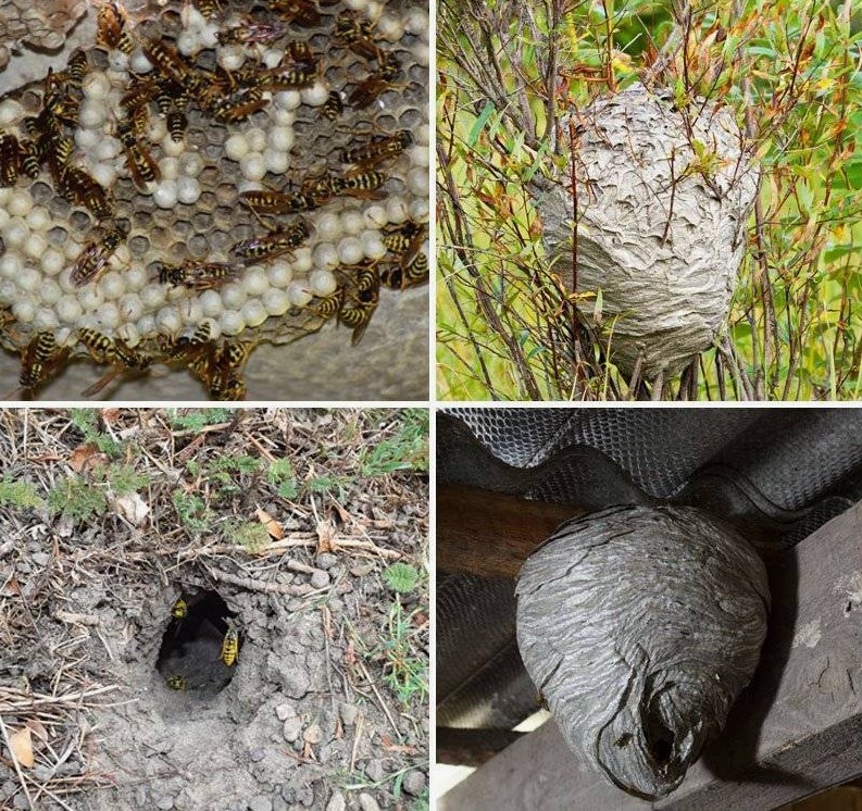 Obrabotka ot os i shershney.